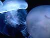 Moon Jellies