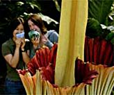 Humongous Plant On Display