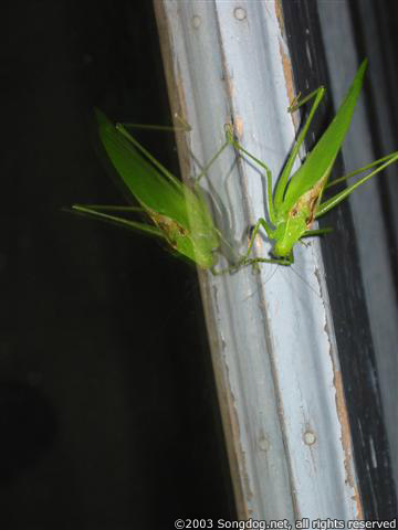 Big Green Grasshopper
