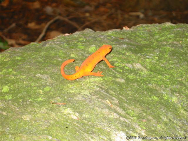 Newt On The Rocks