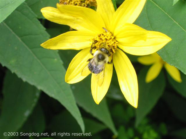 Busy Bee