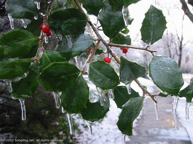 Frozen Berries