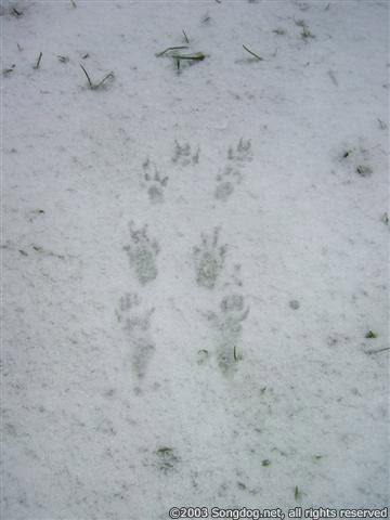 Squirrel Tracks