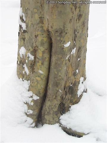 Snowbound Trunk