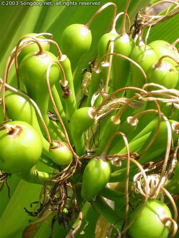 Hawaiian Mystery Plant #3