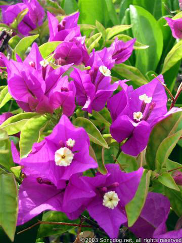 Purple Beyond Purple