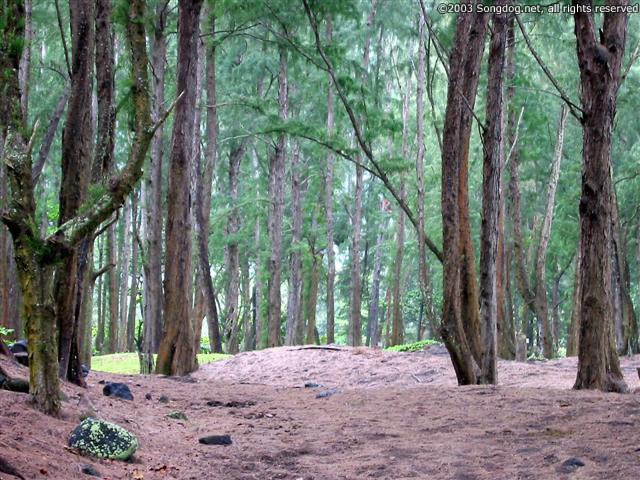 Waipi‘o Beach Forest