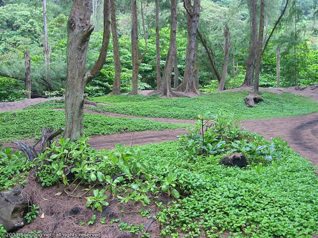 Lush Floor