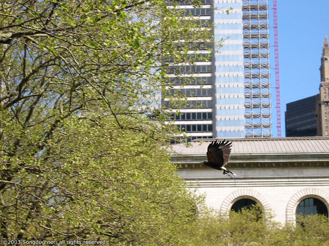 Galan In Flight With NYPL