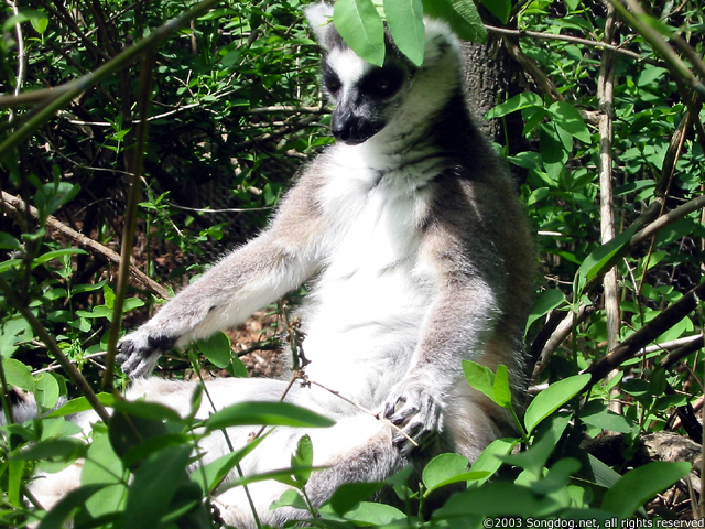 Lovable Lemur