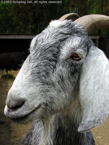 The Goat