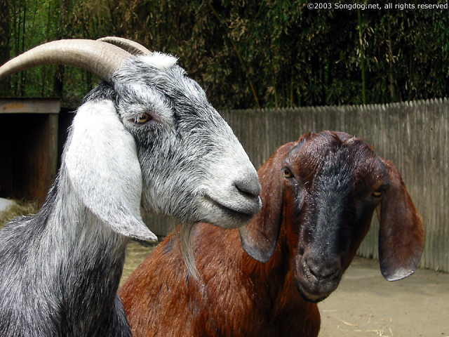 The Goat(s)