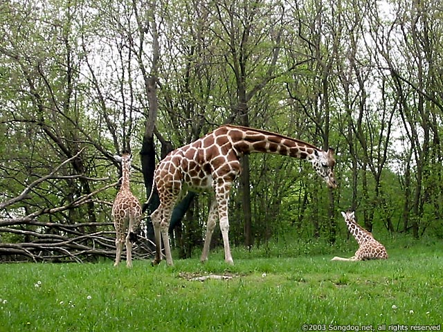 Giraffe Family