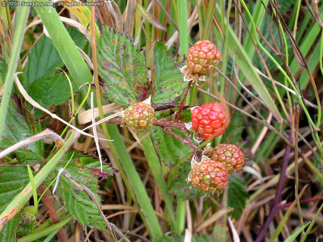 Hawaiian Berries