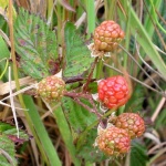 Hawaiian Berries