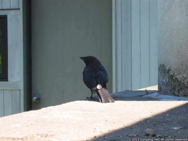 Monterey Bird