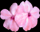 A flower icon from one of Songdog's Hawaii photographs