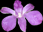 A flower icon from one of Songdog's Hawaii photographs