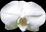 A flower icon from one of Songdog's Hawaii photographs